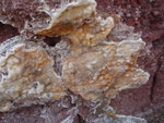 在獅子岩下的一大片菊花晶石
P9130121