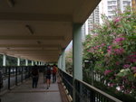 天橋旁的洋紫荊盛開
PB030014
