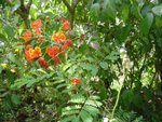 DSC03636