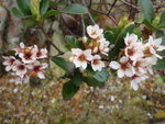 車輪梅, 又叫春花, 花期2-4月
P2040140