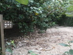 跨沙洲接往三門仔的山路
P2040153
