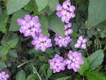不知名紫色小花
P2110341