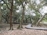 荔枝窩自然步道及海邊銀杏樹林
P2160045
