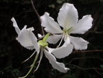 白花羊蹄甲
P3090156