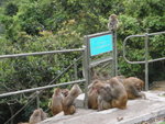 猴子堆
P3090207