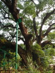 社山村內神木, 是高逾20米，直徑幾達5米的巨形樟樹，暫時是香港已發現最大棵的樹木，據說有千年歷史
P3180423