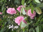 路邊花 - 是茶花嗎?
P3180460