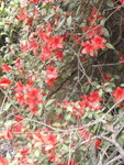 不過杜鵑花盛開哩
P3230152a