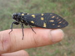 蟬 (?)
P4130065