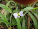 紫羅蘭 - 苦苣苔科
P4130067