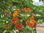 蛺蝶花 將軍澳