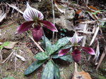 紫紋兜蘭（學名：Paphiopedilum purpuratum），又名香港拖鞋蘭、香港兜蘭. 中國國家一級保護植物DSCN0135