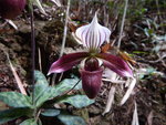 紫紋兜蘭（學名：Paphiopedilum purpuratum），又名香港拖鞋蘭、香港兜蘭. 中國國家一級保護植物 DSCN0137