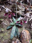 紫紋兜蘭（學名：Paphiopedilum purpuratum），又名香港拖鞋蘭、香港兜蘭. 中國國家一級保護植物 DSCN0138