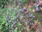 紫背鴨跖草 ( 吊竹草 )