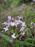 方骨草?
P4200232