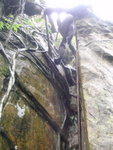 天書壁左邊石罅可攀上頂, 有樹根可扶無問題
P4220266