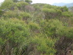 滿山崗松, 若揉爛松葉會聞到白花油香
P4270085