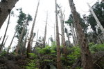 路旁樹木頗&#31171;
IMG_0151