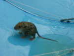 有隊友發現一隻小田鼠在水中用雨傘救起放回路中
IMG_0686