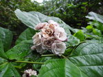 澗旁重瓣臭茉莉, 馬鞭草科
DSC00485