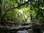 樹木擋澗道
DSC00488