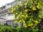 軟枝黃蟬[夾竹桃科]
DSC05790