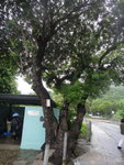 在北圍村口的鴛鴦樹, 如何鴛鴦法哩
DSC05800
