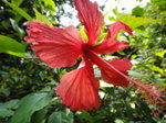 大紅花, 又稱朱槿, 因原產於中國南部, 又叫中國薔薇
DSC02234
