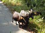 途中竟見到黑羊羊
DSC05514