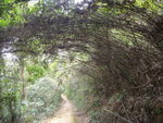 大隊轉右入往南山村的小路
DSC09607