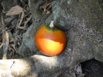 靚靚山橙
DSC00085