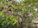 村路旁一紫玉蘭樹
DSC03025