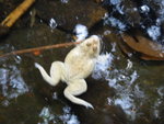 途經一水潭, 潭中有多只此類蛙浮在水中或水面不動
DSC03539