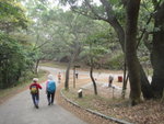 落至分岔位, 左繼續麥徑往針山, 右則接城門林道
DSC05369