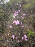 周圍杜鵑花盛開
DSC05587