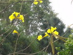 似喇叭花的不知名黃色小花
DSC06265