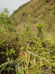 越上越密, 窮源右邊踏草坡離澗上山
DSC06529