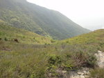 離澗上山路右望見低埔坑澗谷
DSC06534