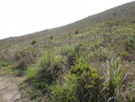 沿山腰路行至一分岔位轉右上山
DSC06547