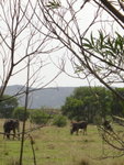 右望草地見牛及鳥一齊在草地上搵食, 和洽共處
DSC08056