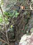 要沿樹根爬好高噃
DSC08965