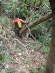 到樹頂便有山路前行, 回望樹頂位
DSC08990