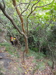 山路回望樹頂位置
DSC08992