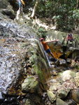休後續上溯歌賦南坑(32C)
DSC09398