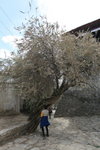 ALI_1037a