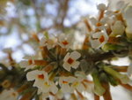 ALI_1038a