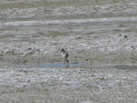 黑頸鶴, 又叫高原鶴及藏鶴, 是世界上唯一的在高原生長繁殖的鶴類
ALI_3255