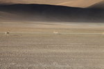 往日喀則途中, 又見藏藏原羚, 別名西藏瞪羚, 是羚羊的一種, 屁股白色
ALI_4000