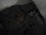 越入越多蝙蝠哩
DSC00058